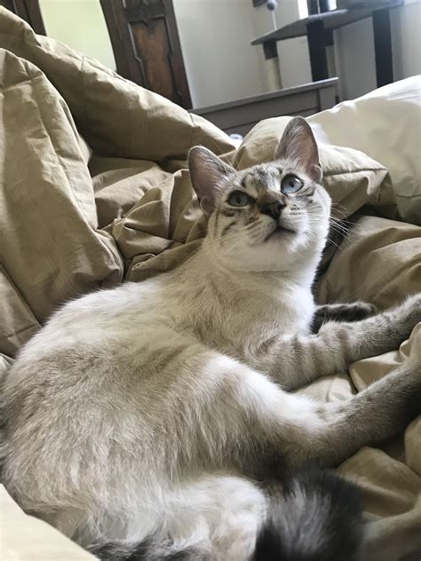 Bengal Siamese Cat Mix