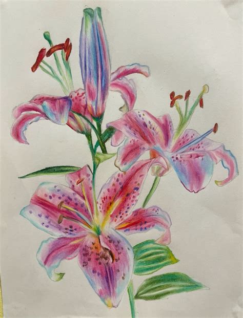 Lilies Coloured Pencil Drawing