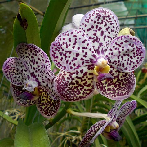 Kulwadee (Blue Spot)