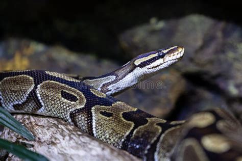 Image result for Za Reptiles Ball Python