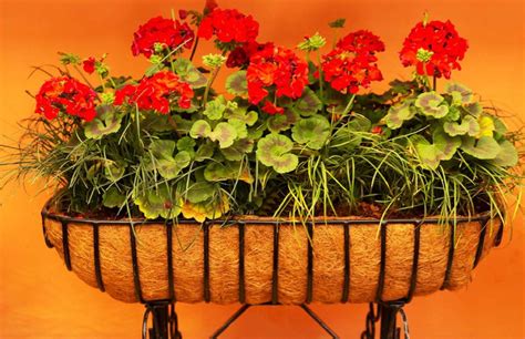 Bringing the Best of Nature to Your Home: A Review of Earthgarden's To ...