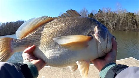 Image result for Catching Big Fish Tips