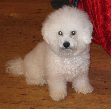 Bichon Frise Welpen und Deckrüde in ST.Ingbert | Tiere | Kleinanzeigen