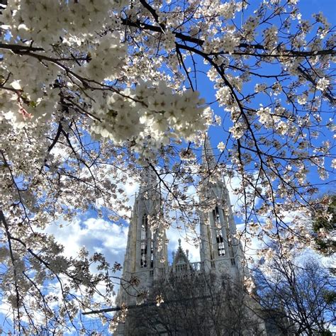 Vienna's 10 most Instagrammable Cherry—Blossom Spots - Vienna Würstelstand