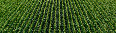 South Indian – LiveAltlife Store