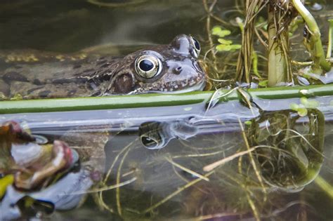 The Frog Pond - 100Words