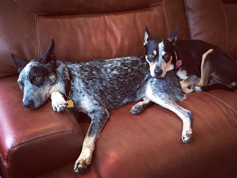 Image result for Fallen Down Patsy