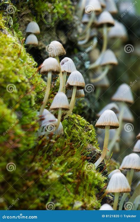 Forest Fungi Are Saprophytes That Live On The Trunks And Stumps Of Dead ...