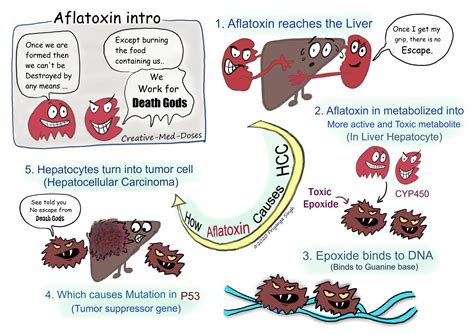 Aflatoxins and Hepatocellular carcinoma - Creative Med Doses