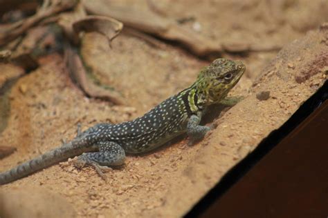 Image result for Eastern Collared Lizard