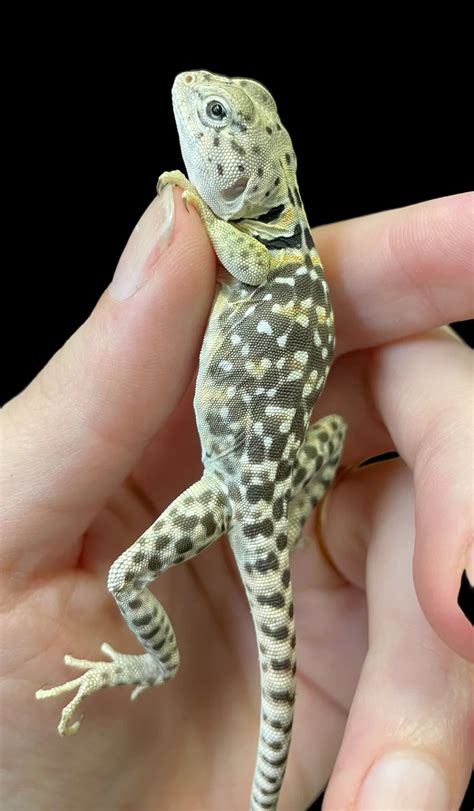 Image result for Eastern Collared Lizard