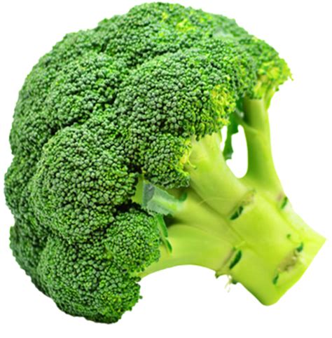 Food Physics 的图像结果