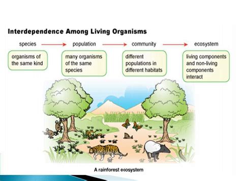 Make a diagram of an ecosystem. Explain the interdependence of living ...