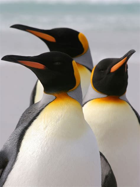 Penguin Facts - KidsPressMagazine.com