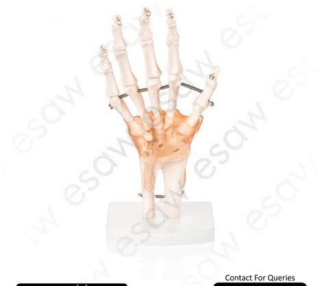 Life-Size Hand Joint with Ligaments Model – Anatomical Hand Model for