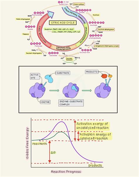 Using the Botoca Buffer System 的图像结果