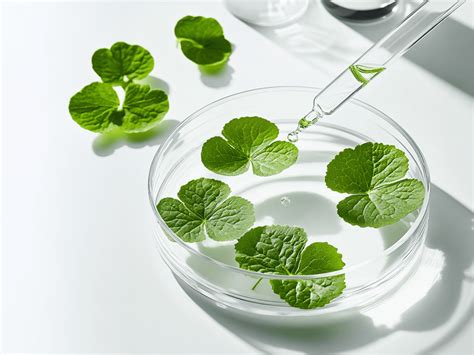 Centella Asiatica (Cica) Explained: Skincare Benefits & How It Heals Skin