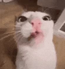 Image result for Cat Coding at Computer