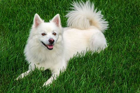 Standard American Eskimo Dog Size