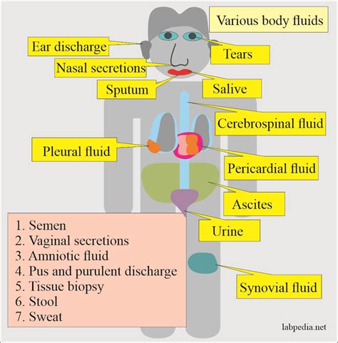Image result for Classification Body Fluids