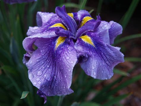 Japanese iris | Ramblin' through Dave's Garden
