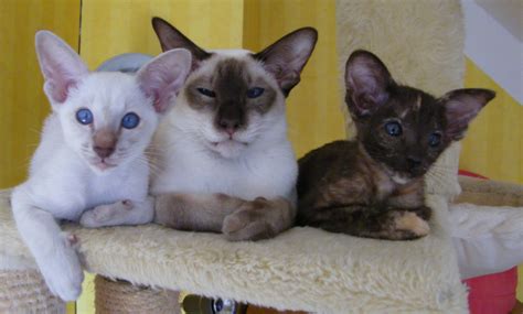 Siam Okh Katerpäärchen abzugeben in Cottbus | Tiere | Kleinanzeigen