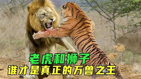 老虎vs狮子，谁更厉害？老虎能打的过狮子吗？