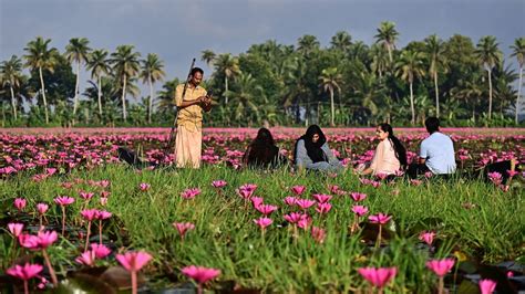 Malarikkal Water Lilies: All You Need To Know About The Pink Bloom Fest
