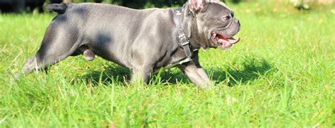 Breeding of Dogs with Genetic Disorders - FOUR PAWS International ...