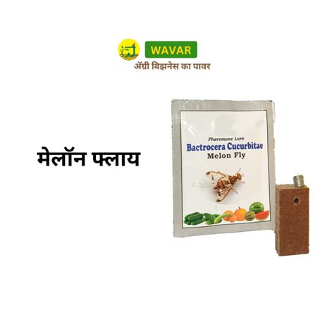 Bactrocera Cucurbitae (Melon Fly)