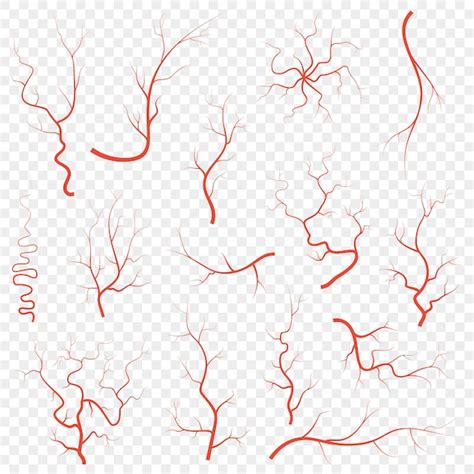 Human veins Images - Free Download on Freepik