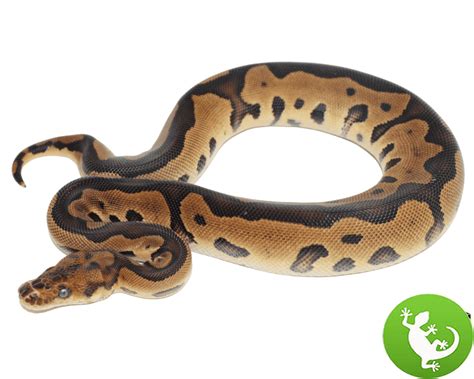 Image result for Leopard Yankie Ball Python