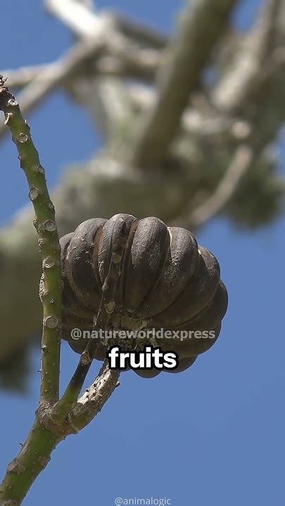 Exploded Tree 的图像结果