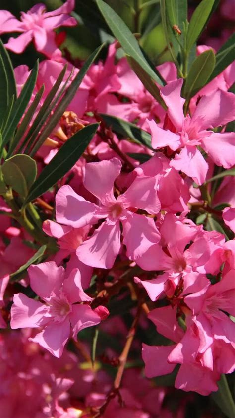 Side Effects Of Lemon Water : Stop drinking lemon water daily: 7 side ...