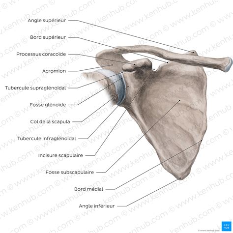 Scapula (omoplate) : Anatomie, rôle, notes cliniques | Kenhub