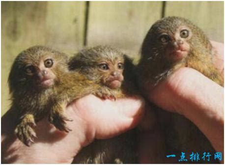 世界上最小的猴子，侏狨體長10餘厘米，只有一根手指般大小 - 每日頭條