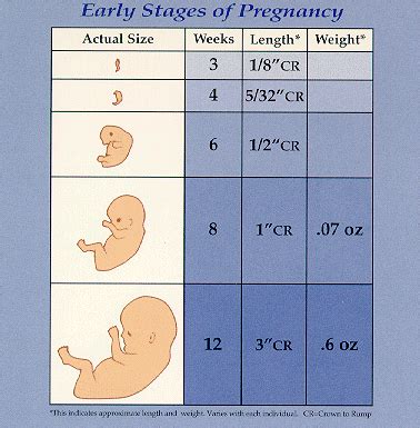 First-Trimester Weeks 的图像结果