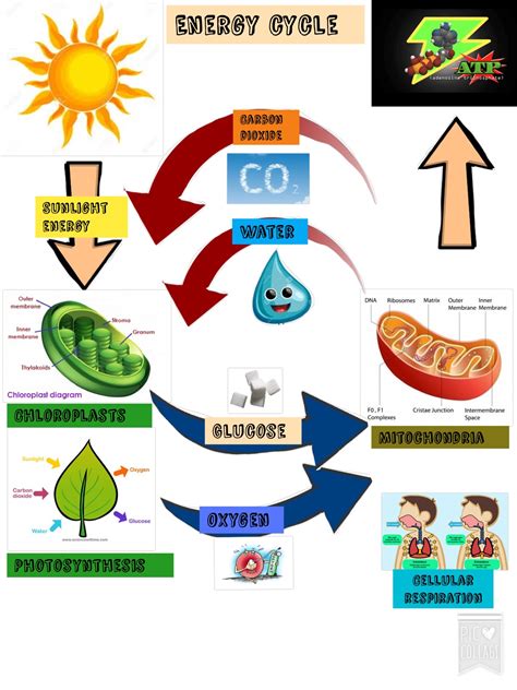 Cycle Of Energy