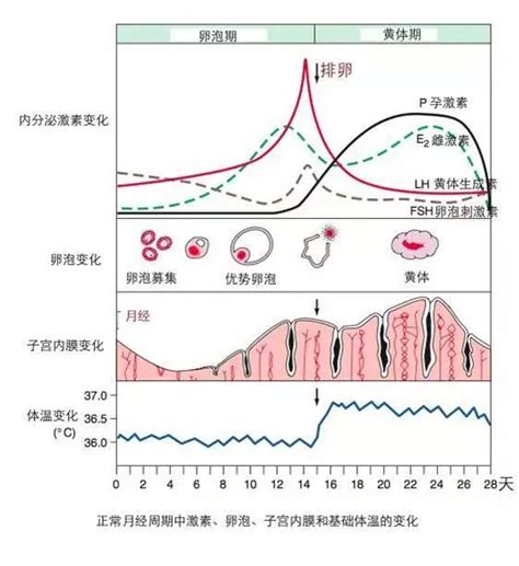 无规律的月经不调都有什么特点？_妈眯缘备孕