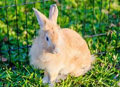 Image result for Rabbit Size Chart