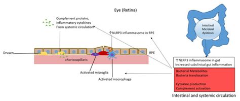 A Review of the Role of the Intestinal Microbiota in Age-Related ...