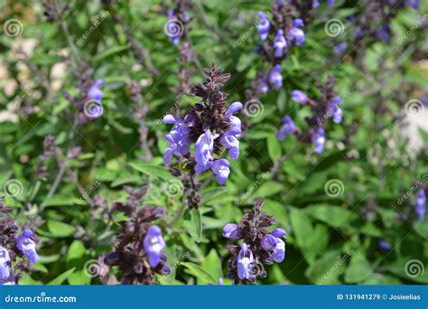 Purple Flowers on a Sage Bush, Close-up Stock Image - Image of flowers ...