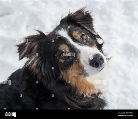Australian shepherd black tri adult hi-res stock photography and images ...