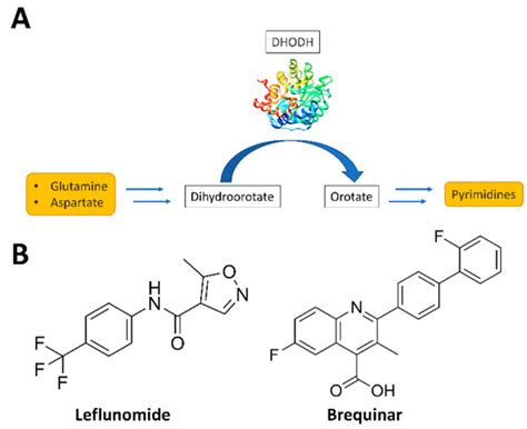 Identification of Human Dihydroorotate Dehydrogenase Inhibitor by a ...