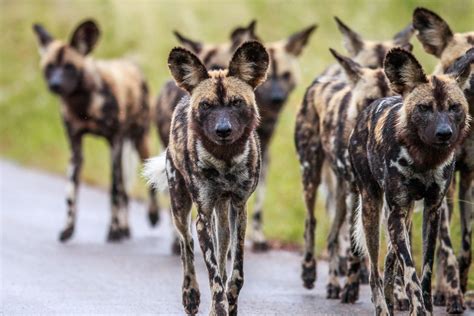 African Painted Dogs - Wild Dogs, Critically Endangered, Endangered ...