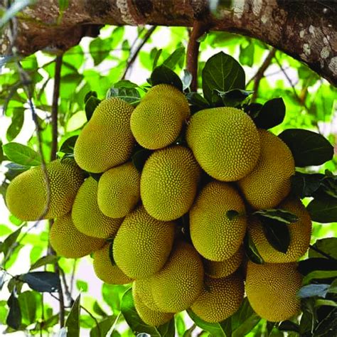 Birth Star : Uttar Ashada|Uthradam (Plant: Plavu-Artocarpus Heterophyl ...
