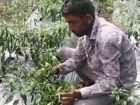 Inspired by woman farmer’s idea, Jhalawar man changes his fortune ...