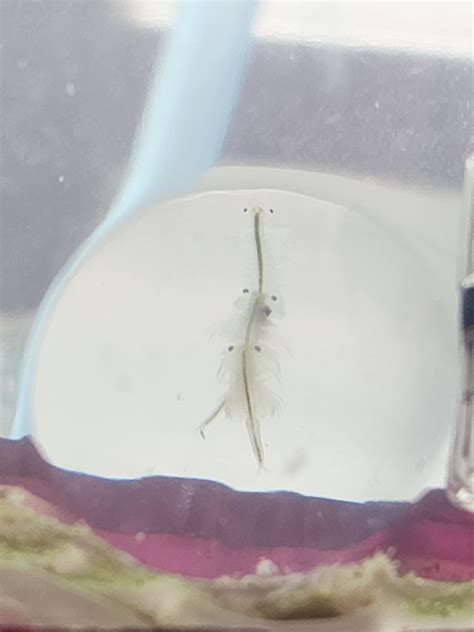 Almost a full month to my first mating pair. They are mating more often ...