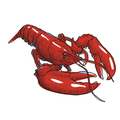 Crawfish Sketch at PaintingValley.com | Explore collection of Crawfish ...