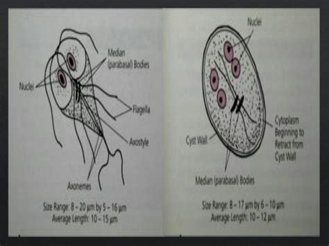 SOLUTION: Giardia lamblia complete laboratory identification parasitology slides - Studypool